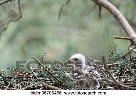 Northern goshawk (Accipiter gentilis), chick in dark dress in eyrie, North Rhine-Westphalia, Germany, Europe View Large Photo Image Stock Photograph - Northern goshawk (Accipiter gentilis), chick in dark dress in eyrie, North Rhine-Westphalia, Germany, Europe. Fotosearch