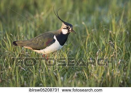 Northern lapwing (Vanellus vanellus) Dümmer See, Lower Saxony, Germany, Europe View Large Photo Image Stock Image - Northern lapwing (Vanellus vanellus) Dümmer See, Lower Saxony, Germany, Europe. Fotosearch