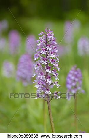 Northern marsh-orchid (Orchis purpurea), Lower Saxony, Germany, Europe View Large Photo Image Stock Photo - Northern marsh-orchid (Orchis purpurea), Lower Saxony, Germany, Europe. Fotosearch