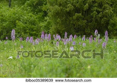 Northern marsh-orchid (Orchis purpurea), Lower Saxony, Germany, Europe View Large Photo Image Stock Photo - Northern marsh-orchid (Orchis purpurea), Lower Saxony, Germany, Europe. Fotosearch