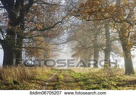 Oak avenue in autumn, the morning fog is clearing, Hesse, Germany, Europe View Large Photo Image Stock Photo - Oak avenue in autumn, the morning fog is clearing, Hesse, Germany, Europe. Fotosearch