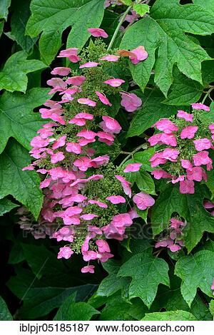 Oak-leaved hydrangea ( Hydrangea quercifolia) View Large Photo Image Stock Photo - Oak-leaved hydrangea ( Hydrangea quercifolia). Fotosearch