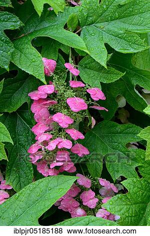 Oak-leaved hydrangea ( Hydrangea quercifolia) View Large Photo Image Stock Photo - Oak-leaved hydrangea ( Hydrangea quercifolia). Fotosearch