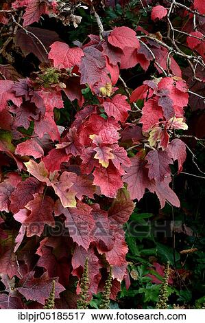 Oak-leaved hydrangea ( Hydrangea quercifolia) View Large Photo Image Stock Photo - Oak-leaved hydrangea ( Hydrangea quercifolia). Fotosearch