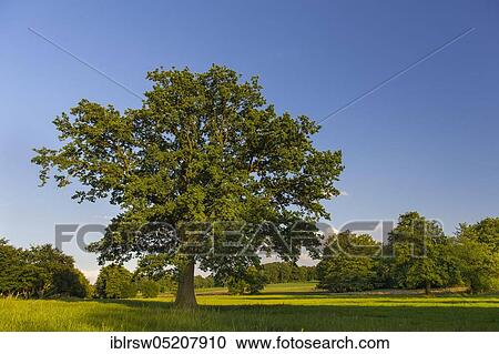 Stock Image - Oak, Schemder Bergmark, Steinfeld, Lower Saxony, Germany, Europe. Fotosearch