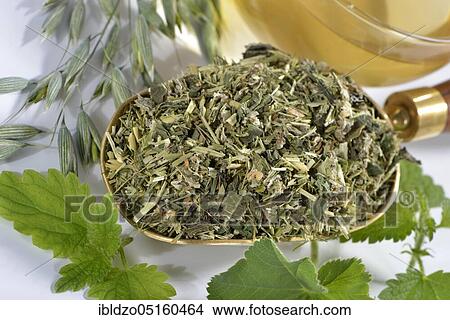 Oat herb, oat straw, nettle, Alpine lady's mantle (Avena sativa) (Urtica dioica) (Alchemilla alpina), green oat tea View Large Photo Image Picture - Oat herb, oat straw, nettle, Alpine lady's mantle (Avena sativa) (Urtica dioica) (Alchemilla alpina), green oat tea. Fotosearch