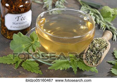 Oat herb, oat straw, nettle, Alpine lady's mantle (Avena sativa) (Urtica dioica) (Alchemilla alpina), green oat tea View Large Photo Image Stock Photo - Oat herb, oat straw, nettle, Alpine lady's mantle (Avena sativa) (Urtica dioica) (Alchemilla alpina), green oat tea. Fotosearch