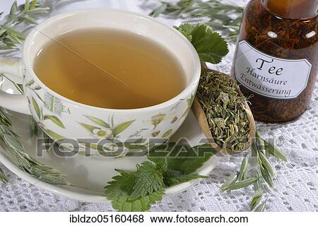 Oat herb, oat straw, nettle, Alpine lady's mantle (Avena sativa) (Urtica dioica) (Alchemilla alpina), green oat tea View Large Photo Image Stock Photo - Oat herb, oat straw, nettle, Alpine lady's mantle (Avena sativa) (Urtica dioica) (Alchemilla alpina), green oat tea. Fotosearch