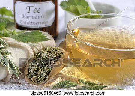 Oat herb, oat straw, nettle, Alpine lady's mantle (Avena sativa) (Urtica dioica) (Alchemilla alpina), green oat tea View Large Photo Image Stock Photo - Oat herb, oat straw, nettle, Alpine lady's mantle (Avena sativa) (Urtica dioica) (Alchemilla alpina), green oat tea. Fotosearch