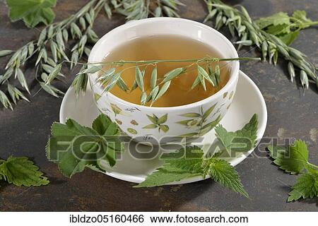 Oat herb, oat straw, nettle, Alpine lady's mantle (Avena sativa) (Urtica dioica) (Alchemilla alpina), green oat tea View Large Photo Image Stock Photograph - Oat herb, oat straw, nettle, Alpine lady's mantle (Avena sativa) (Urtica dioica) (Alchemilla alpina), green oat tea. Fotosearch