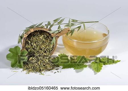 Oat herb, oat straw, nettle, Alpine lady's mantle (Avena sativa) (Urtica dioica) (Alchemilla alpina), green oat tea View Large Photo Image Stock Photography - Oat herb, oat straw, nettle, Alpine lady's mantle (Avena sativa) (Urtica dioica) (Alchemilla alpina), green oat tea. Fotosearch