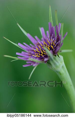 Oatroot ( Tragopogon porrifolius) View Large Photo Image Picture - Oatroot ( Tragopogon porrifolius). Fotosearch