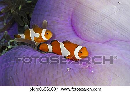 Ocellaris Clownfish (Amphiprion ocellaris), Triton Bay, West Papua, Indonesia, Asia View Large Photo Image Stock Photo - Ocellaris Clownfish (Amphiprion ocellaris), Triton Bay, West Papua, Indonesia, Asia. Fotosearch