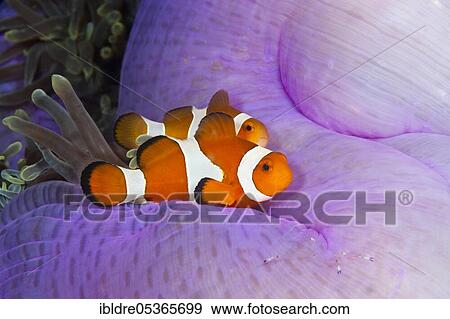 Ocellaris Clownfish (Amphiprion ocellaris), Triton Bay, West Papua, Indonesia, Asia View Large Photo Image Stock Photo - Ocellaris Clownfish (Amphiprion ocellaris), Triton Bay, West Papua, Indonesia, Asia. Fotosearch