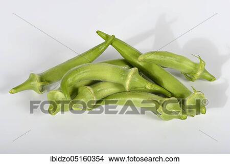 Okra, vegetable marshmallow (Abelmoschus esculentus) View Large Photo Image Picture - Okra, vegetable marshmallow (Abelmoschus esculentus). Fotosearch