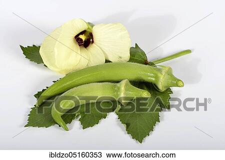 Okra, vegetable marshmallow (Abelmoschus esculentus) View Large Photo Image Stock Image - Okra, vegetable marshmallow (Abelmoschus esculentus). Fotosearch
