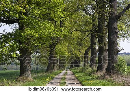 Old English oak (Quercus robur), spring in the oak avenue, Hesse, Germany, Europe View Large Photo Image Stock Image - Old English oak (Quercus robur), spring in the oak avenue, Hesse, Germany, Europe. Fotosearch
