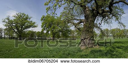 Old English oaks (Quercus robur), meadow with old hute oaks, Hesse, Germany, Europe View Large Photo Image Picture - Old English oaks (Quercus robur), meadow with old hute oaks, Hesse, Germany, Europe. Fotosearch
