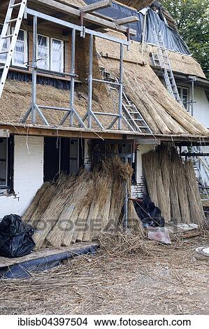 Picture - Old Frisian house with thatched roof, new thatching, Keitum, Sylt, North Frisian Islands, North Frisia, Schleswig-Holstein, Germany, Europe. Fotosearch