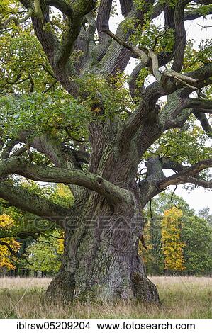 Old Oak (Quercus) Copenhagen, Denmark, Europe View Large Photo Image Picture - Old Oak (Quercus) Copenhagen, Denmark, Europe. Fotosearch