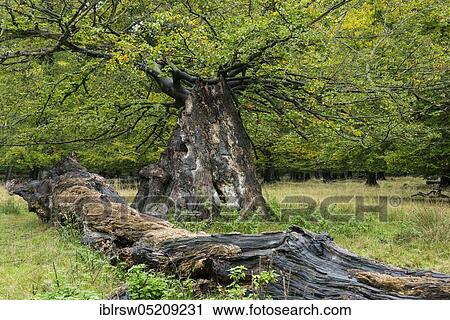 Old Oak (Quercus) Copenhagen, Denmark, Europe View Large Photo Image Stock Image - Old Oak (Quercus) Copenhagen, Denmark, Europe. Fotosearch