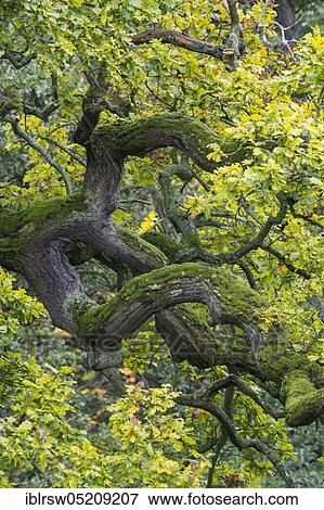 Stock Photo - Old Oak (Quercus) Copenhagen, Denmark, Europe. Fotosearch