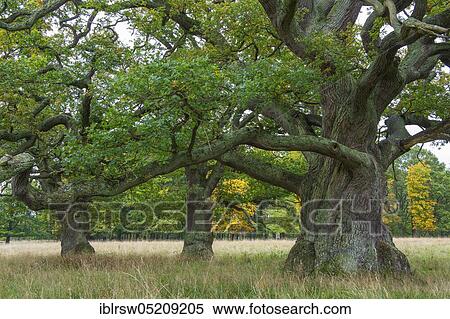 Old Oak (Quercus) Copenhagen, Denmark, Europe View Large Photo Image Stock Photography - Old Oak (Quercus) Copenhagen, Denmark, Europe. Fotosearch
