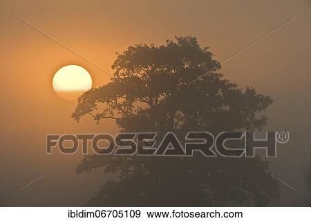 Old tree in the sunrise, the morning fog is clearing, Hesse, Germany, Europe View Large Photo Image Stock Photo - Old tree in the sunrise, the morning fog is clearing, Hesse, Germany, Europe. Fotosearch