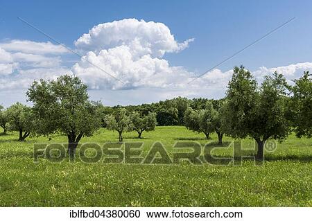 Olive plantation, trees and blue, cloudy sky, Cassare, Tuscany, Italy, Europe View Large Photo Image Stock Image - Olive plantation, trees and blue, cloudy sky, Cassare, Tuscany, Italy, Europe. Fotosearch