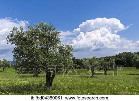 Olive plantation, trees and blue, cloudy sky, Cassare, Tuscany, Italy, Europe View Large Photo Image Stock Image - Olive plantation, trees and blue, cloudy sky, Cassare, Tuscany, Italy, Europe. Fotosearch