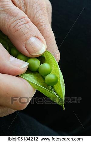 Opening a Peaspod View Large Photo Image Stock Image - Opening a Peaspod. Fotosearch