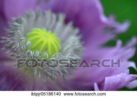 Stock Image - Opium Poppy (Papaver somniferum). Fotosearch
