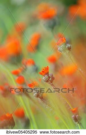 Stock Photography - Orange-red Fox-and-cubs (Hieracium aurantiacum), Baden-Württemberg, Germany, Europe. Fotosearch