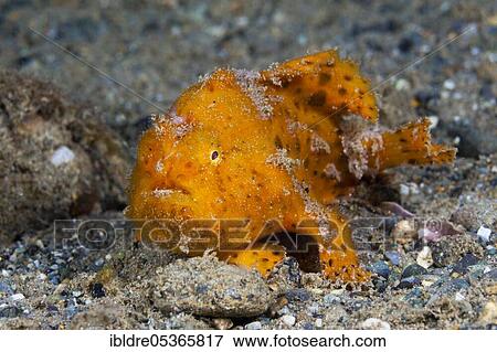 Orange round-spotted frogfish (Antennarius pictus), Ambon, Moluccas, Indonesia, Asia View Large Photo Image Stock Photo - Orange round-spotted frogfish (Antennarius pictus), Ambon, Moluccas, Indonesia, Asia. Fotosearch