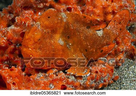 Stock Image - Orange-spotted frogfish (Antennarius pictus), Ambon, Moluccas, Indonesia, Asia. Fotosearch