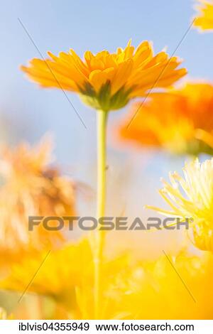 Orange to yellow marigold flowers (Calendula officinalis), Sweden, Europe View Large Photo Image Stock Photo - Orange to yellow marigold flowers (Calendula officinalis), Sweden, Europe. Fotosearch