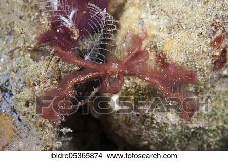 Orangutan spider crab (Achaeus japonicus), Ambon, Moluccas, Indonesia, Asia View Large Photo Image Picture - Orangutan spider crab (Achaeus japonicus), Ambon, Moluccas, Indonesia, Asia. Fotosearch