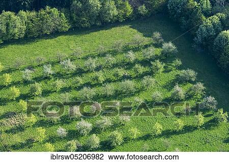 Orchard, Bexadde Valley, Dammer Berge, County of Vechta, Lower Saxony, Germany, Europe View Large Photo Image Stock Image - Orchard, Bexadde Valley, Dammer Berge, County of Vechta, Lower Saxony, Germany, Europe. Fotosearch
