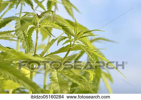 Picture - Ordinary hemp. Fotosearch