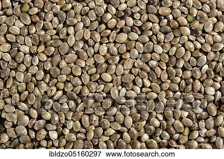 Stock Photo - Ordinary hemp, seeds. Fotosearch