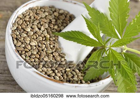Stock Photo - Ordinary hemp, seeds. Fotosearch