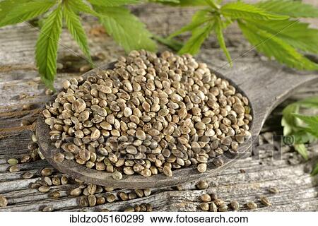 Stock Photo - Ordinary hemp, seeds. Fotosearch
