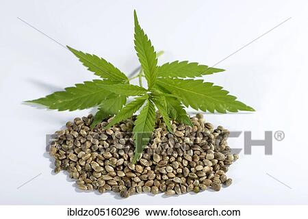 Ordinary hemp, seeds View Large Photo Image Stock Photograph - Ordinary hemp, seeds. Fotosearch