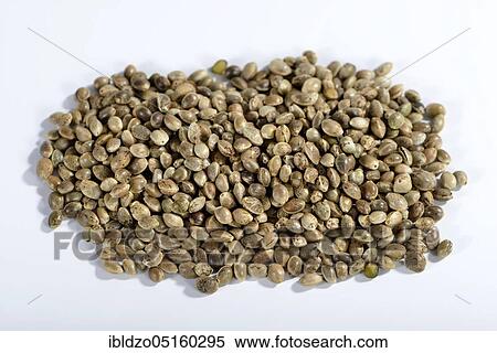 Ordinary hemp, seeds View Large Photo Image Stock Photography - Ordinary hemp, seeds. Fotosearch