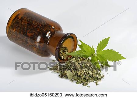 Stock Image - Ordinary hemp. Fotosearch