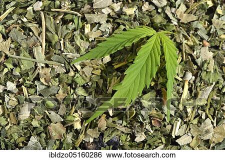 Ordinary hemp View Large Photo Image Stock Photograph - Ordinary hemp. Fotosearch