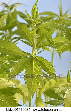 Ordinary hemp View Large Photo Image Stock Photography - Ordinary hemp. Fotosearch