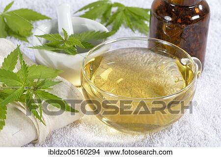 Ordinary hemp, tea View Large Photo Image Picture - Ordinary hemp, tea. Fotosearch