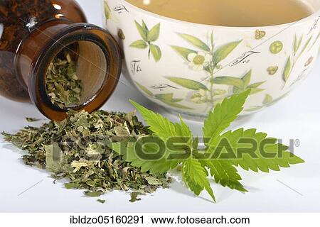 Ordinary hemp, tea View Large Photo Image Stock Image - Ordinary hemp, tea. Fotosearch