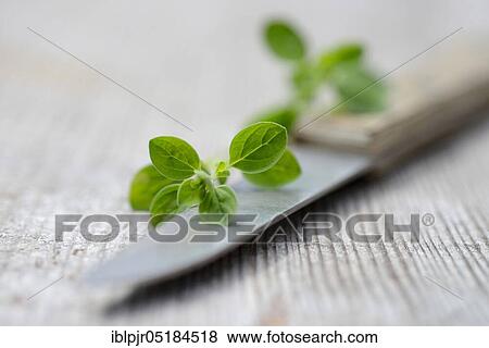 Oregano (Origanum vulgare) View Large Photo Image Stock Photo - Oregano (Origanum vulgare). Fotosearch